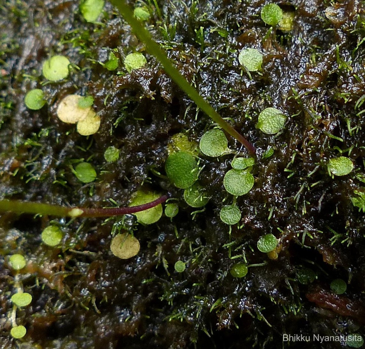 Utricularia moniliformis P.Taylor